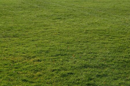 shot of grass - land meadow with beautiful green color in autumn