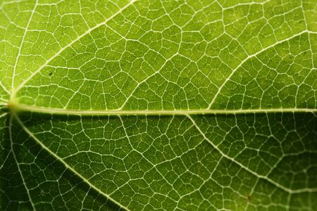 This is a closeup shot of green leaves with nice texture with sunlight behind.