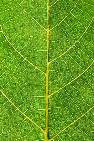 this is a close up shot of green leaf like nice nature backgroundの写真素材