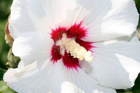 this is a close up shot of white flower, like nice flower backgroundの写真素材