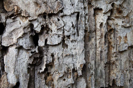 This is the bark of old tree wood, with holes from worms and insectsの写真素材