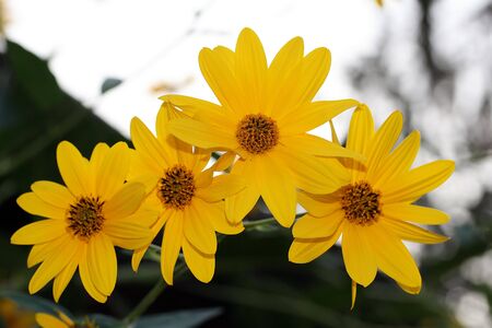 This is a shot of few yellow flower, like nice flower background