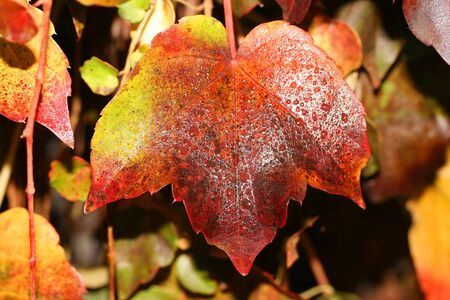 this is a closeup shot of yellow autumn leaves, like nice nature background