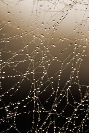this i a closeup shot of cobweb, with some raindrop, like nice background.