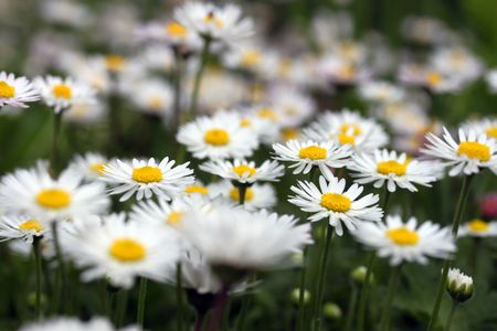 This is a closeup shot of daisy flower, shallow dof.の写真素材