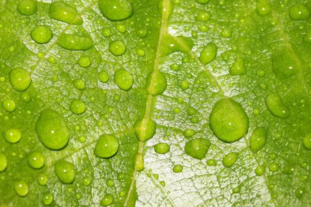 This is a closeup shot of green leaf with rain drops, like nice nature background.