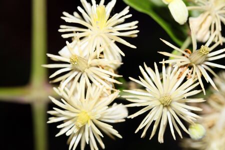 This is a closeup shot of few little white flowers, with shallow dof, like nice flower background.の写真素材