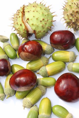This is a bundle of acorn and horse chestnut on white paper background.の写真素材