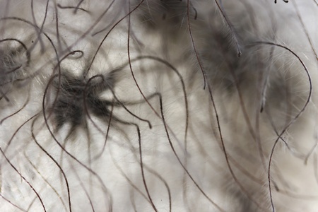 This is a closeup shot, of some hairy flower, inside, like some abstract background.