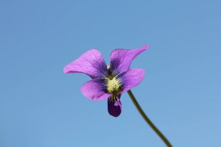 Closeup shot of Violet flower, shallow dof.の写真素材