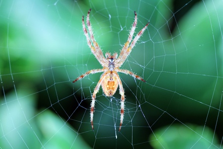 Closeup shot of Araneus diadematus, cross or common garden spider.の写真素材