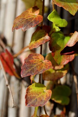 Closeup shot of autumn leaves.の写真素材