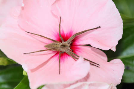 Spider on the pink flower, on thwe sunny day.の写真素材