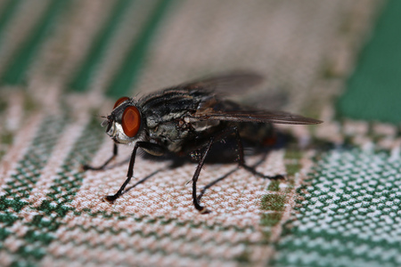 Closeup - macro shot of Housefly on the table.の写真素材