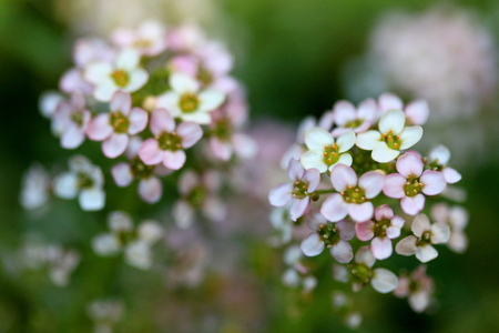 Closeup chot of Sweet Alyssum flower, nice flower background.Shallow DOFの写真素材