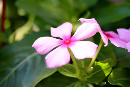 Closeup shot of pink Vinca flower, for nice flower background.の写真素材
