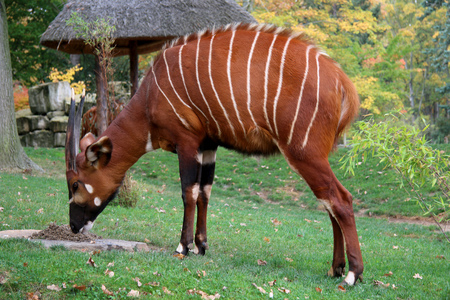 Closeup shot ob Bongo animal.の写真素材