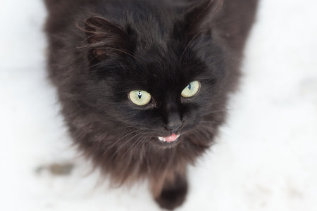 A black cat with yellow eyes and opened mouthの写真素材