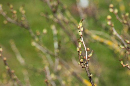 Buds on a branch in spring timeの写真素材