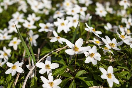 flowers in the garden in the spring timeの写真素材