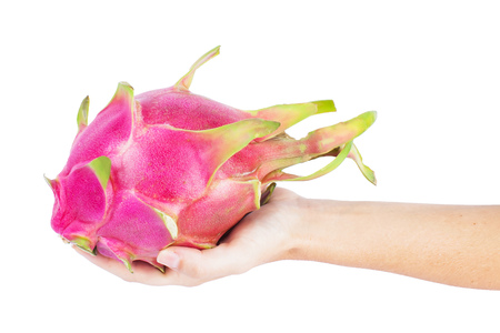 Dragon fruit in hands isolated on whiteの写真素材