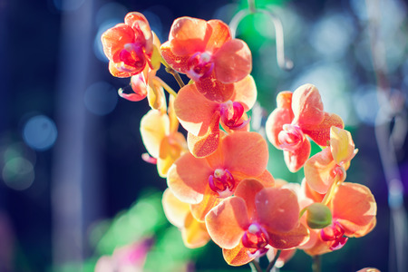 orchids flower blossom in the garden fresh orchid sunny rayの写真素材