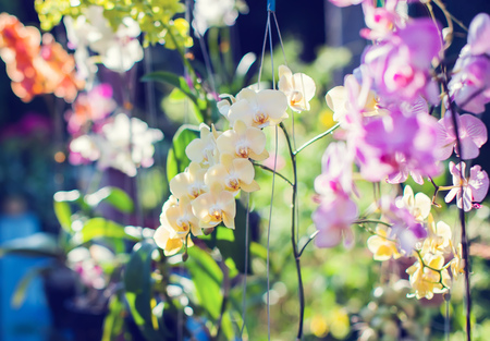 orchids flower blossom in the garden fresh orchid sunny rayの写真素材