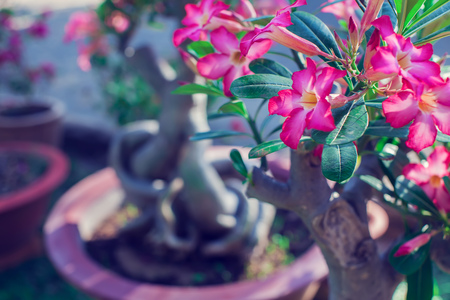 Closeup adenium flower adenium multiflorum desert roseの写真素材
