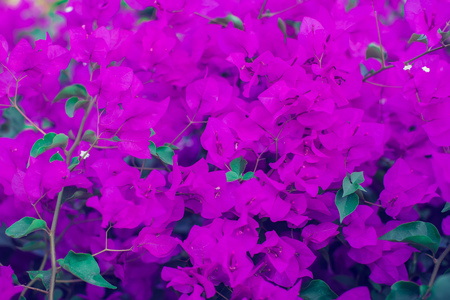 Magenta bougainvillea flowers as a background flora