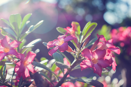 Closeup adenium flower adenium multiflorum desert roseの写真素材