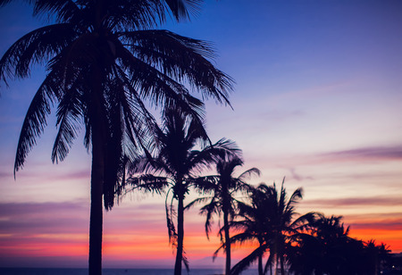 Palm trees sunset golden red blue sky backlight