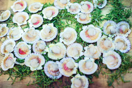 Seafood delicacies. Fresh scallops on a green background