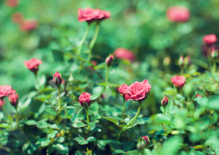 Red Cascade miniature rose bred Close up of red mini rosesの写真素材