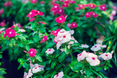 Background and texture of colorful Impatiens (Impatiens walleriana) flowers in the garden.の写真素材