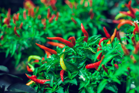 Close up of young Birds Eye Chili tree with its chilies in fresh green and red