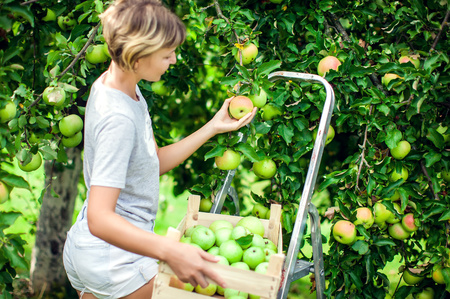 Smiling woman with short hair in the garden picking an apple from a tree, healthy eating and lifestyle conceptの写真素材