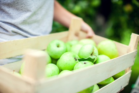 Smiling woman with short hair in the garden picking an apple from a tree, healthy eating and lifestyle conceptの写真素材