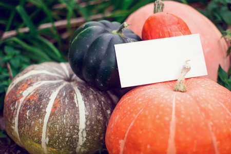 Different kinds of pumpkins on a grass background with paper for the signAutumn harvest. Season productの写真素材