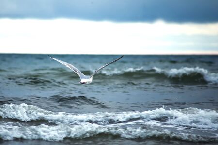 A seagull bird on the beach of the sea at sunset