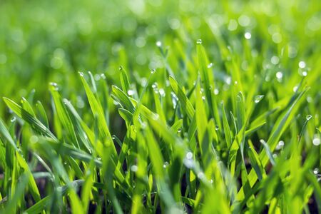 Young wheat seedlings growing in a soil. Agriculture and agronomy theme. Organic food produce on field. Natural background.の写真素材