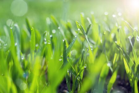 Young wheat seedlings growing in a soil. Agriculture and agronomy theme. Organic food produce on field. Natural background.の写真素材