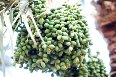 Fresh dates on palm tree. Close up shot. Organic and healthy food