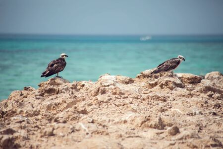 Birds on the island in the Red seaの写真素材