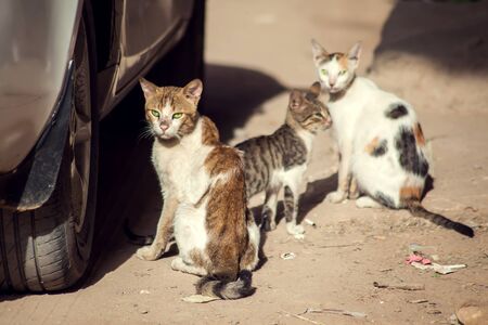 A group of three homeless cats on the city streetの写真素材
