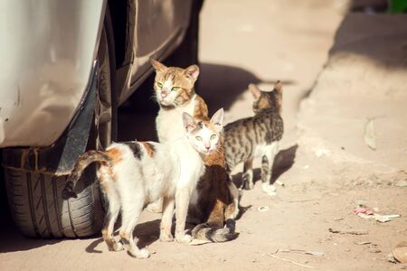 A group of three homeless cats on the city streetの写真素材