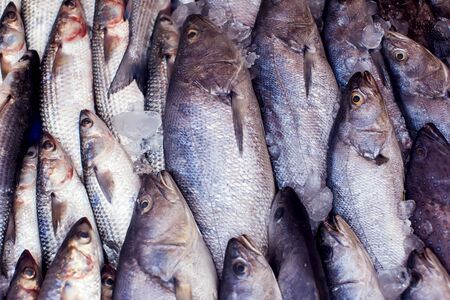 A lot of fresh fish at the market. Fish backgroundの写真素材