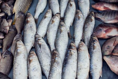 A lot of fresh fish at the market. Fish backgroundの写真素材