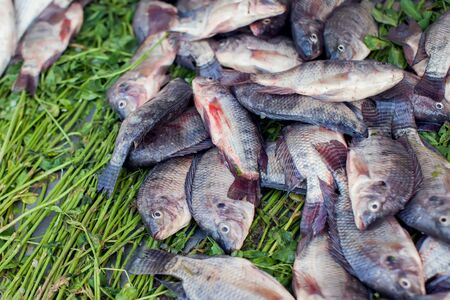 A lot of fresh fish at the market. Fish background