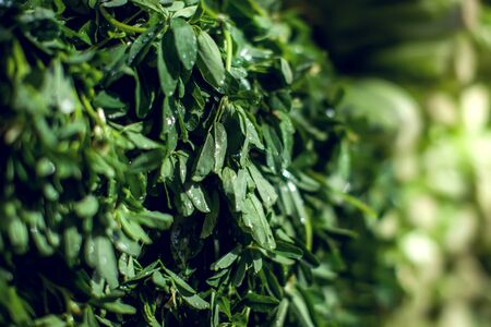 Fresh herbs dill, parsley, spinach, mint, wild garlic at market. Organic vegetables and fruitsの写真素材