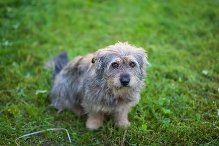 A portrait of homeless dog sitting on the grass and looking with sad eyes. Animals and nature conceptの写真素材